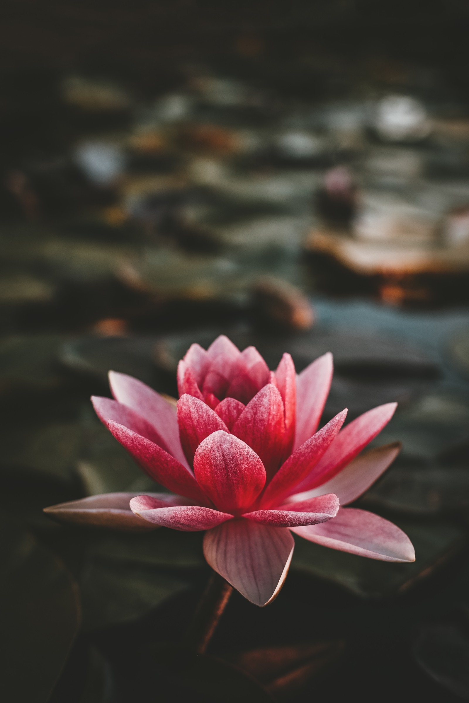 Eine pinke blume, die im wasser ist (gott, botanik, tag, blütenblatt, nacht)