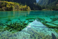 Eaux pures et végétation luxuriante dans la réserve naturelle de Jiuzhaigou