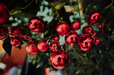 Rote Ornamente, die einen Weißdornzweig schmücken