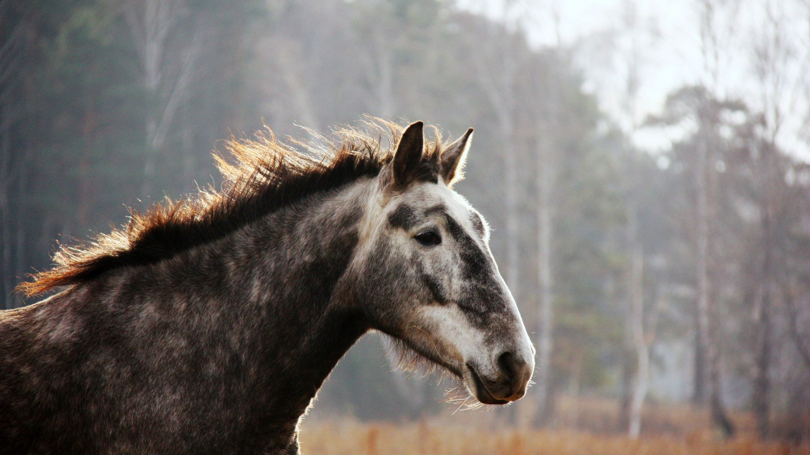 Hay un caballo que está de pie en la hierba (caballo salvaje, melena, hocico, caballo mustang, vida silvestre)