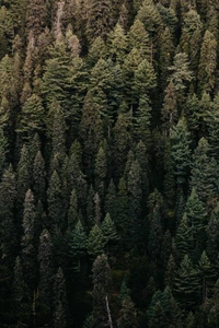 Densa copa de floresta de abeto e fir em um bioma temperado