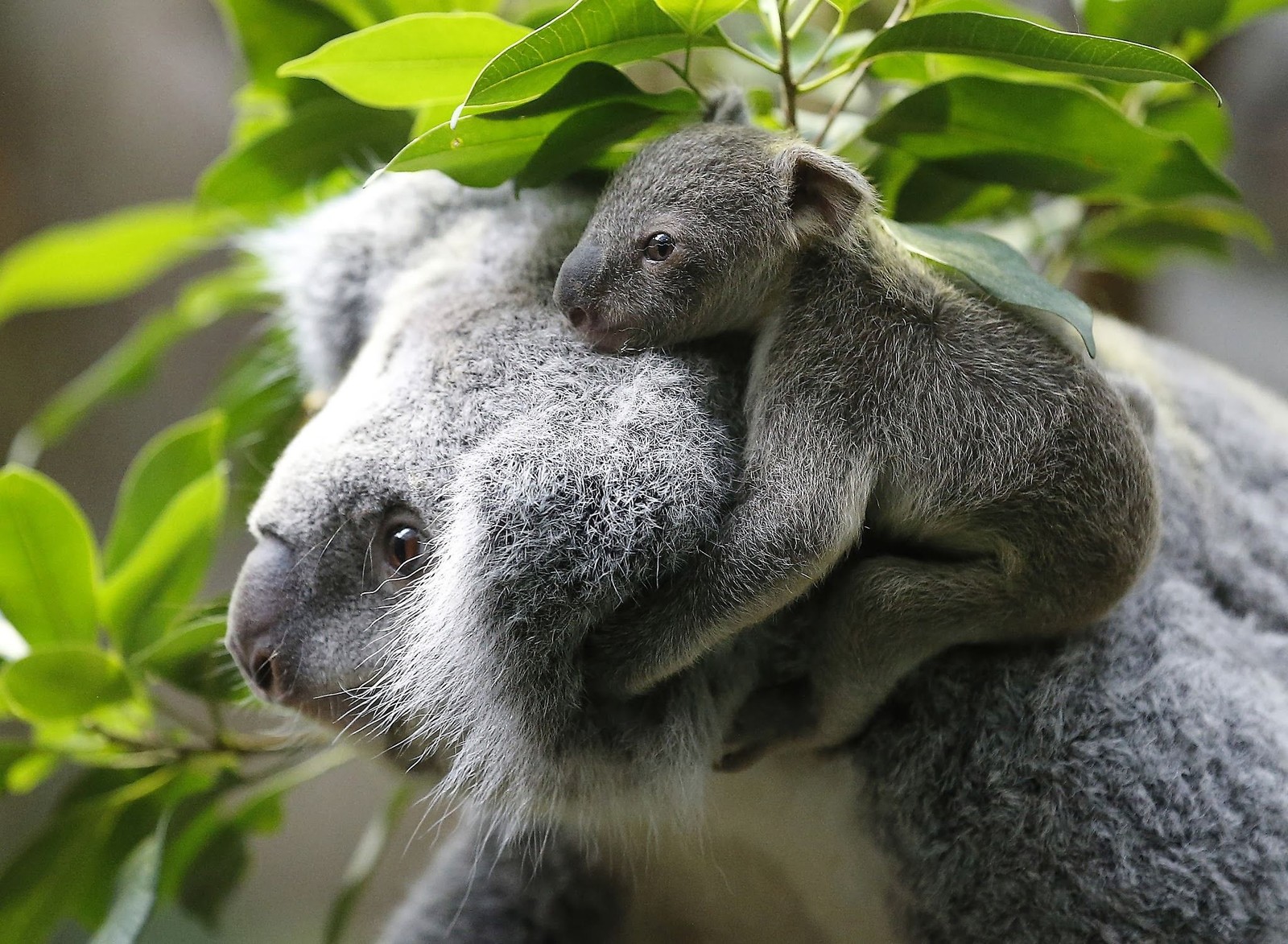 Um close de um bebê coalazinha sentado em cima de uma mãe coalazinha. (coala, focinho, marsupial, animal terrestre, fauna)