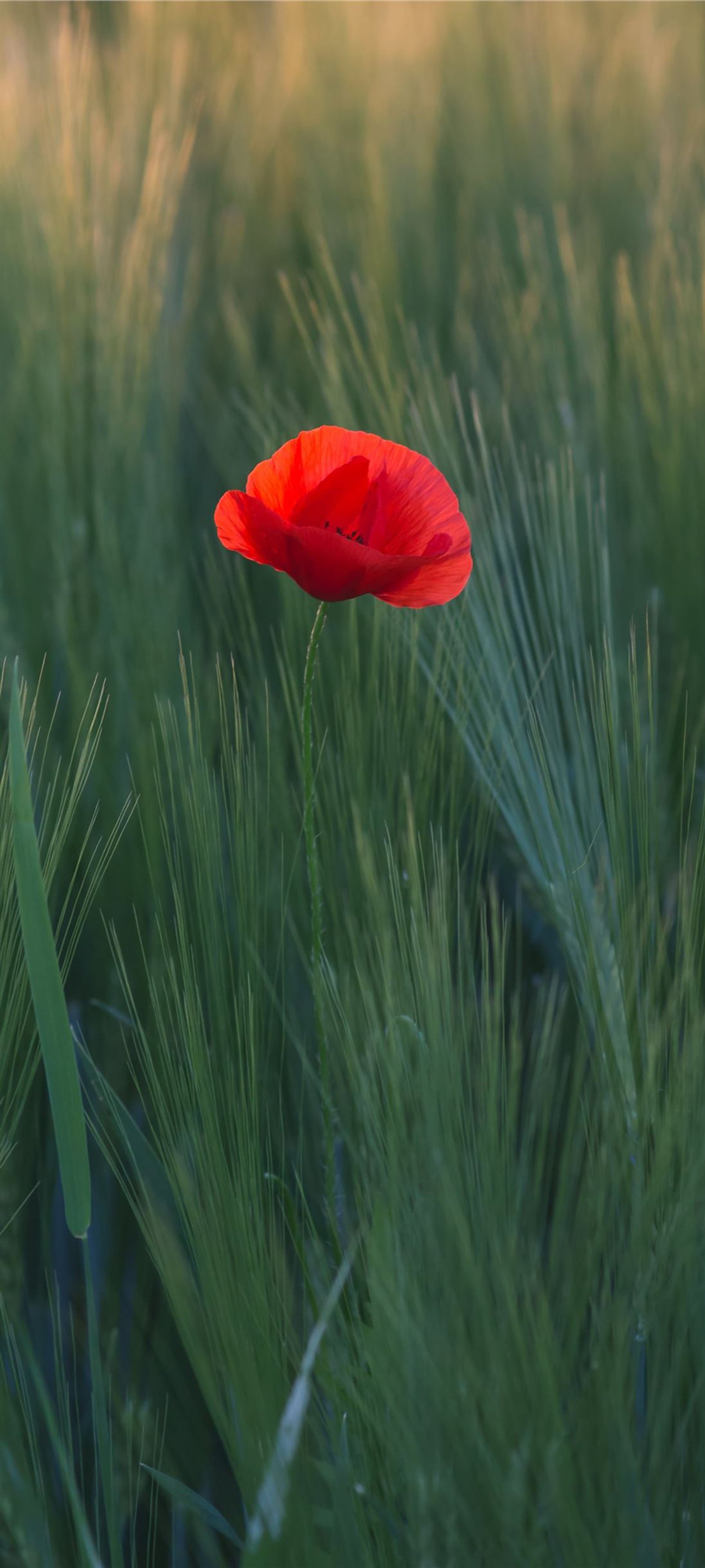 Hay una flor roja en medio de un campo (flor, planta, pétalo, vegetación, pasto)