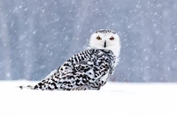 Hibou des neiges dans la chute de neige d'hiver