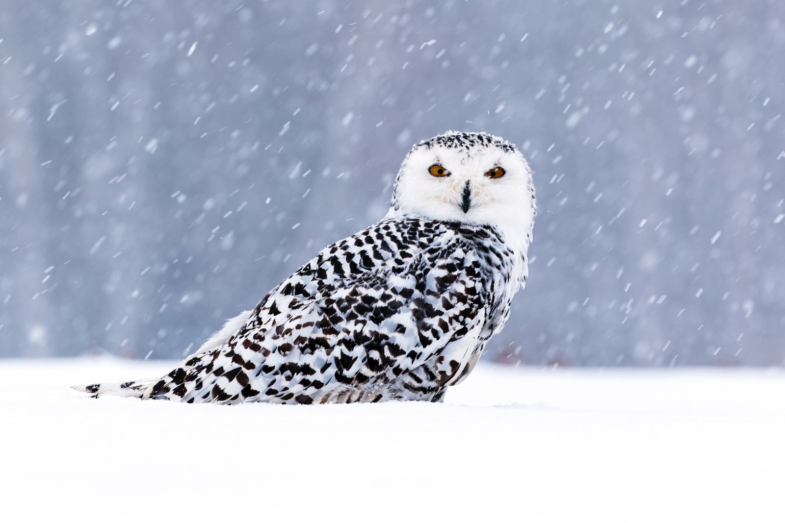 Un hibou des neiges assis dans la neige avec un arrière-plan enneigé (hibou des neiges, chouette, oiseau, oiseau de proie, neige)