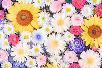 colorful, flower bouquet, sunflower, daisy flowers, flowers wallpaper