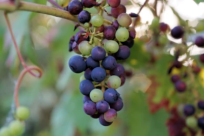 Conjunto vibrante de uvas amadurecendo na videira