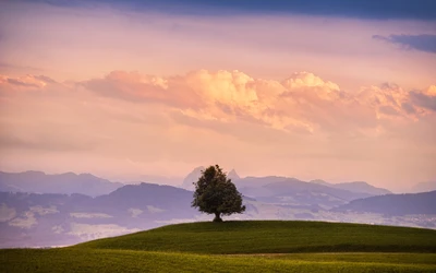 Lonely Tree on Highland at Dawn Against a Colorful Sky