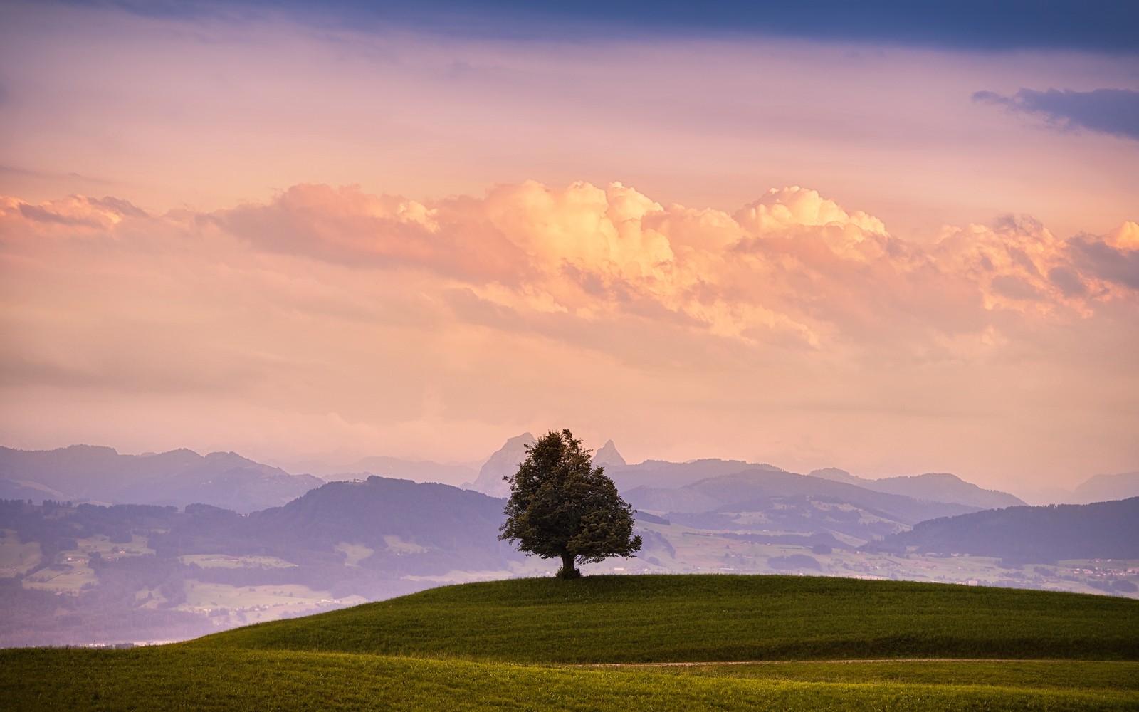 Uma imagem borrada de uma árvore em uma colina com um belo céu ao fundo (natureza, nuvem, pradaria, pastejo, manhã)