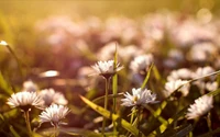 wildflower, plant, spring, sunlight, petal