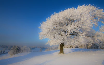 Frost-Covered Tree in a Winter Landscape