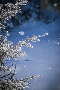 neve, inverno, água, geada, congelamento