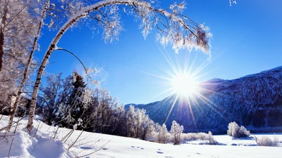 Paisaje invernal iluminado por el sol con árboles helados