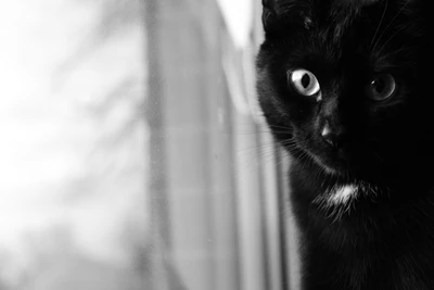 Chat noir avec des moustaches et une moustache dans un cadre noir et blanc