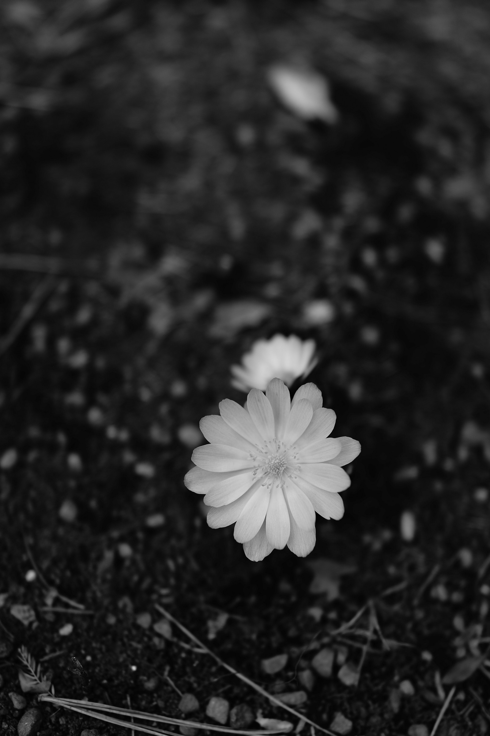 Descargar fondo de pantalla flor, blanco, negro, pétalo, monocromo