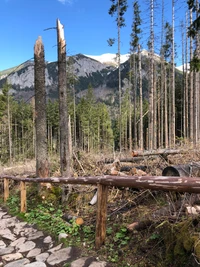 Vista escénica de un bosque de abetos con fondo montañoso