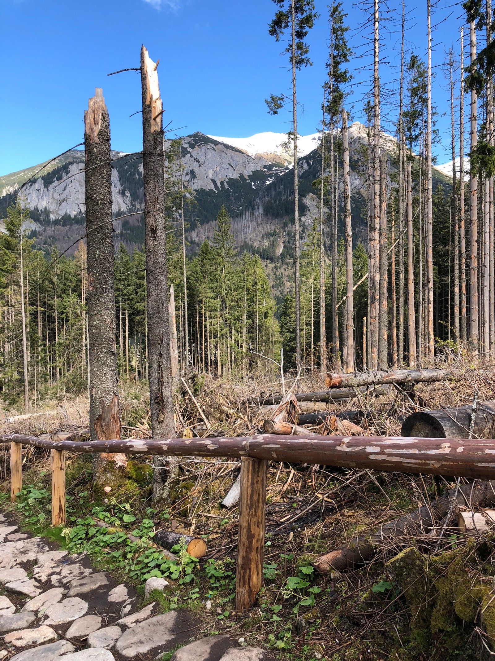 Il y a une clôture en rondins au milieu d'une forêt (sauvage, forêts dépicéas, biome, forêt tempérée de conifères, montagne)