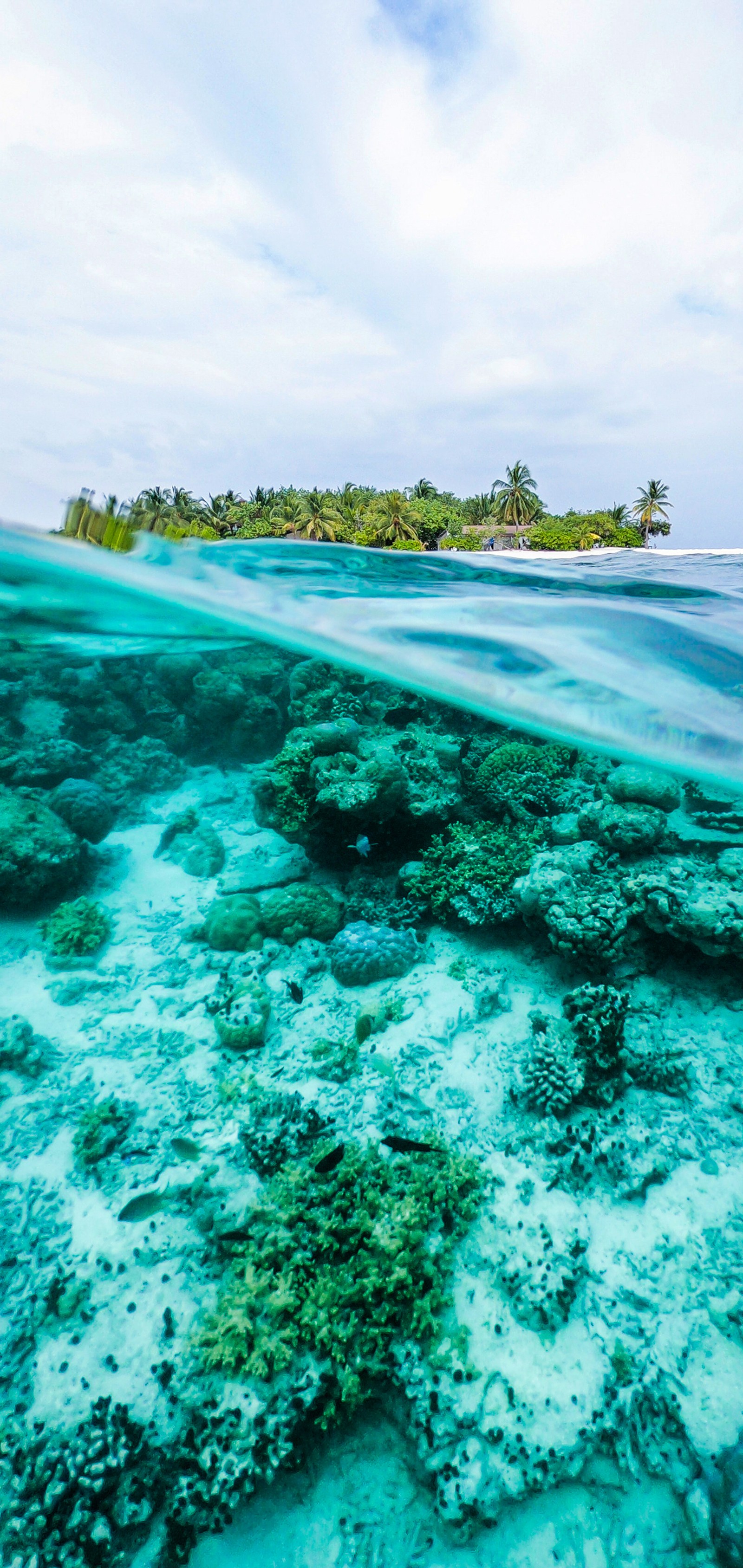 Vista de pájaro de un arrecife de coral con una pequeña isla a lo lejos (océano, agua, recursos hídricos, nube, verde)