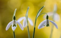 Delicate Snowdrops: A Macro Study of Galanthus in Bloom