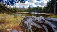 Serene Wilderness: Reflections in a Tranquil Wetland