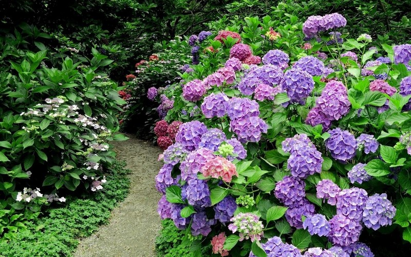 Lila und rosa hydrangeablüten in einem garten mit einem weg (französische hortensie, blühende pflanze, zierpflanze, garten, hydrangeaceae)