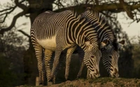 Zebras pastando na savana ao anoitecer