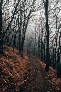 arbre, forêt, boisé, nature, paysage naturel