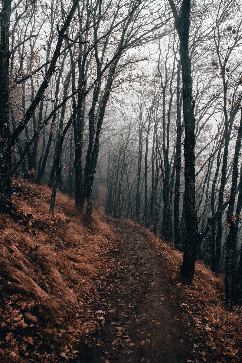 Это тропинка, окруженная деревьями и листьями (дерево, лес, лесистая местность, природа, природный пейзаж)