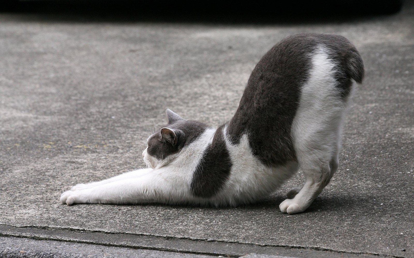 There is a cat that is sitting on the ground with its back legs up (kitten, snout, tail, aegean cat, fauna)