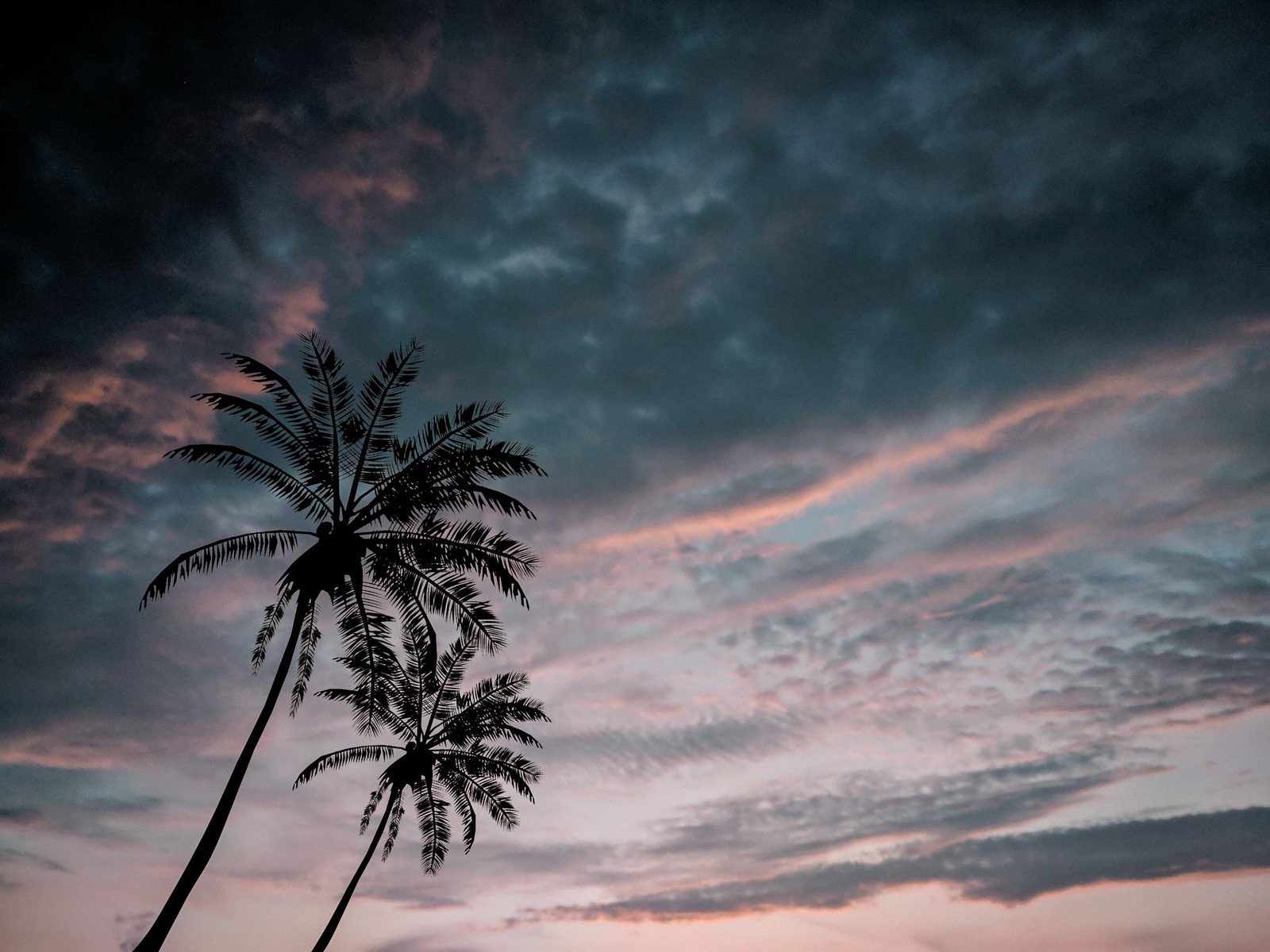 cloud, tree, nature, blue, daytime Download Wallpaper