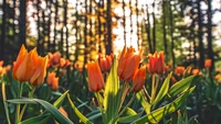 Tulipas laranja vibrantes banhadas pela luz da primavera