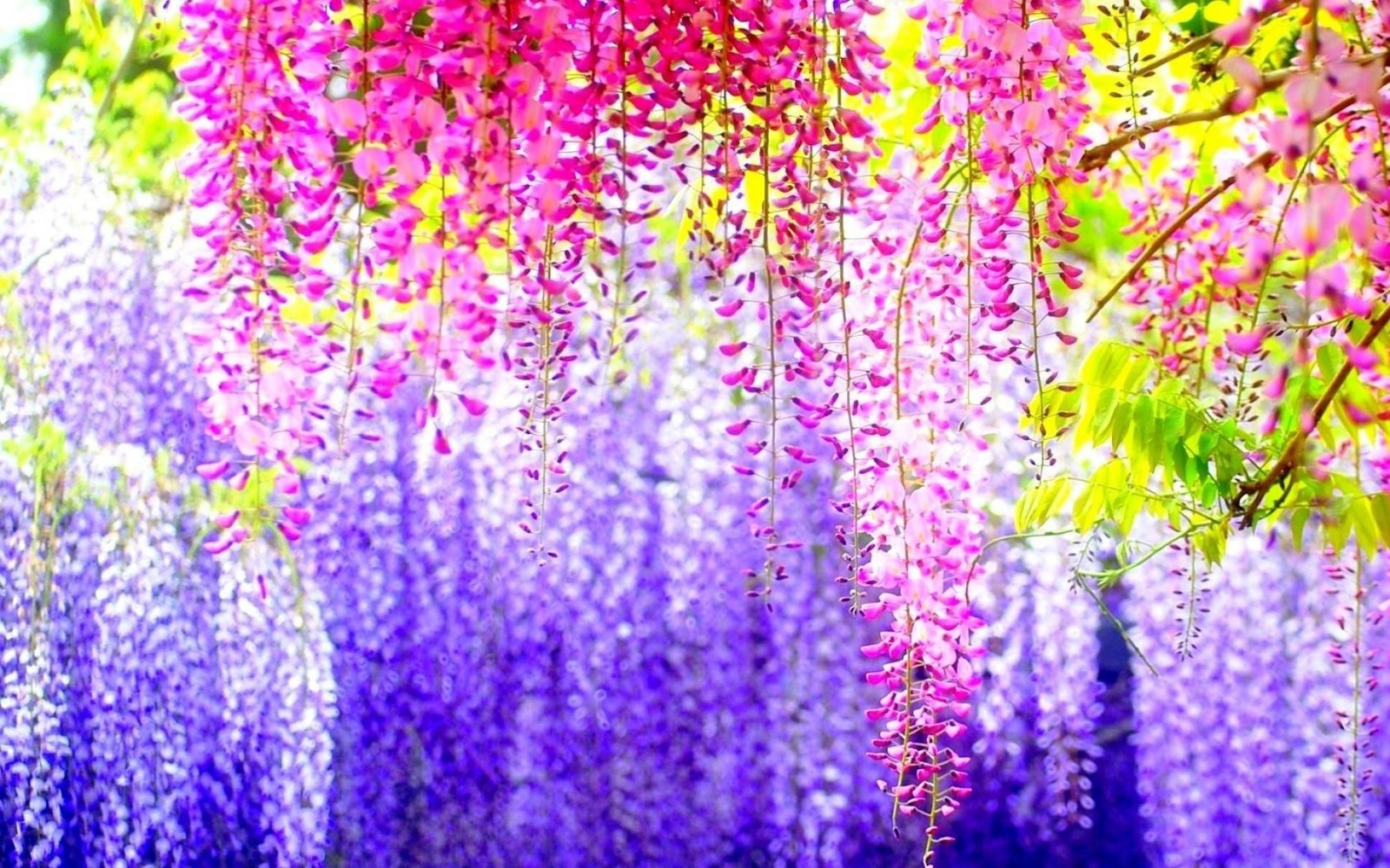 Flores roxas e rosas estão penduradas em uma árvore em um parque (lavanda, violeta, roxo, planta, lavanda inglesa)