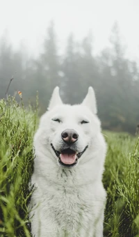 Smiling Siberian Husky in a misty grassy landscape.