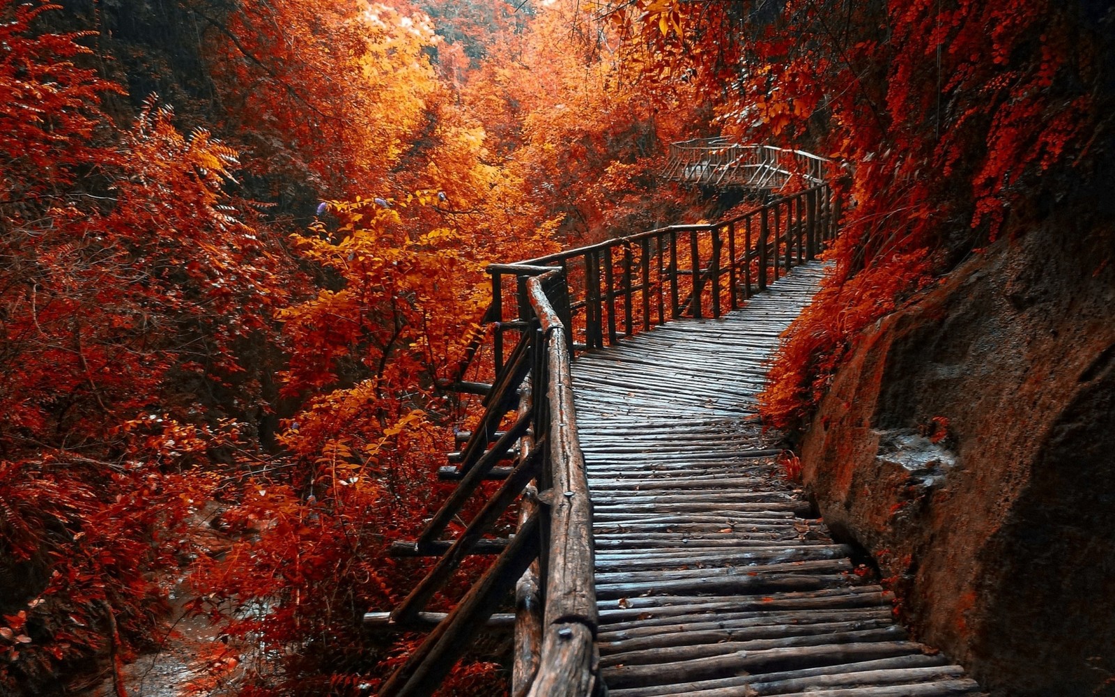 A close up of a wooden walkway in a forest with red leaves (autumn leaf color, autumn, landscape, nature, tree)