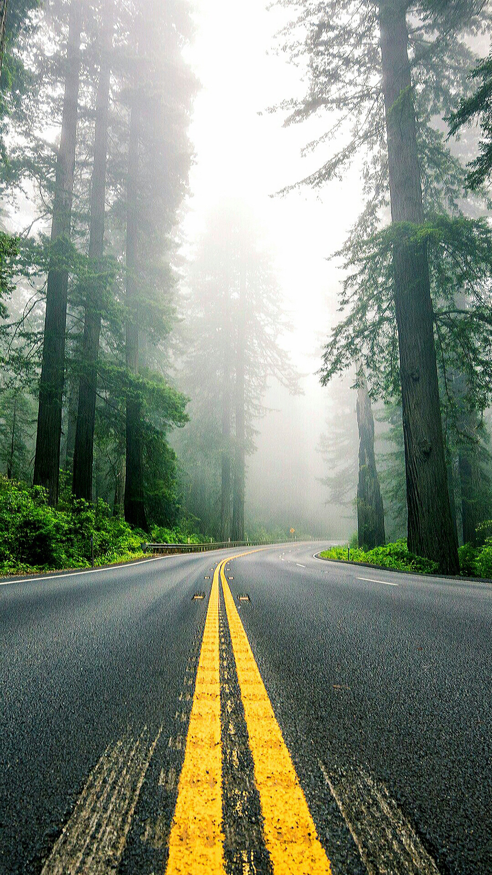 There is a yellow line on the road in the middle of the woods (fog, line, nature, road, tree)