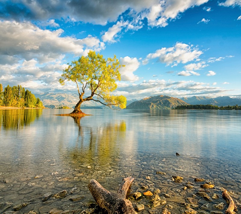 Арабское дерево посреди озера с камнями и водой (кристалл, hdr, озеро, природа, небо)