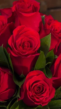 red, roses wallpaper