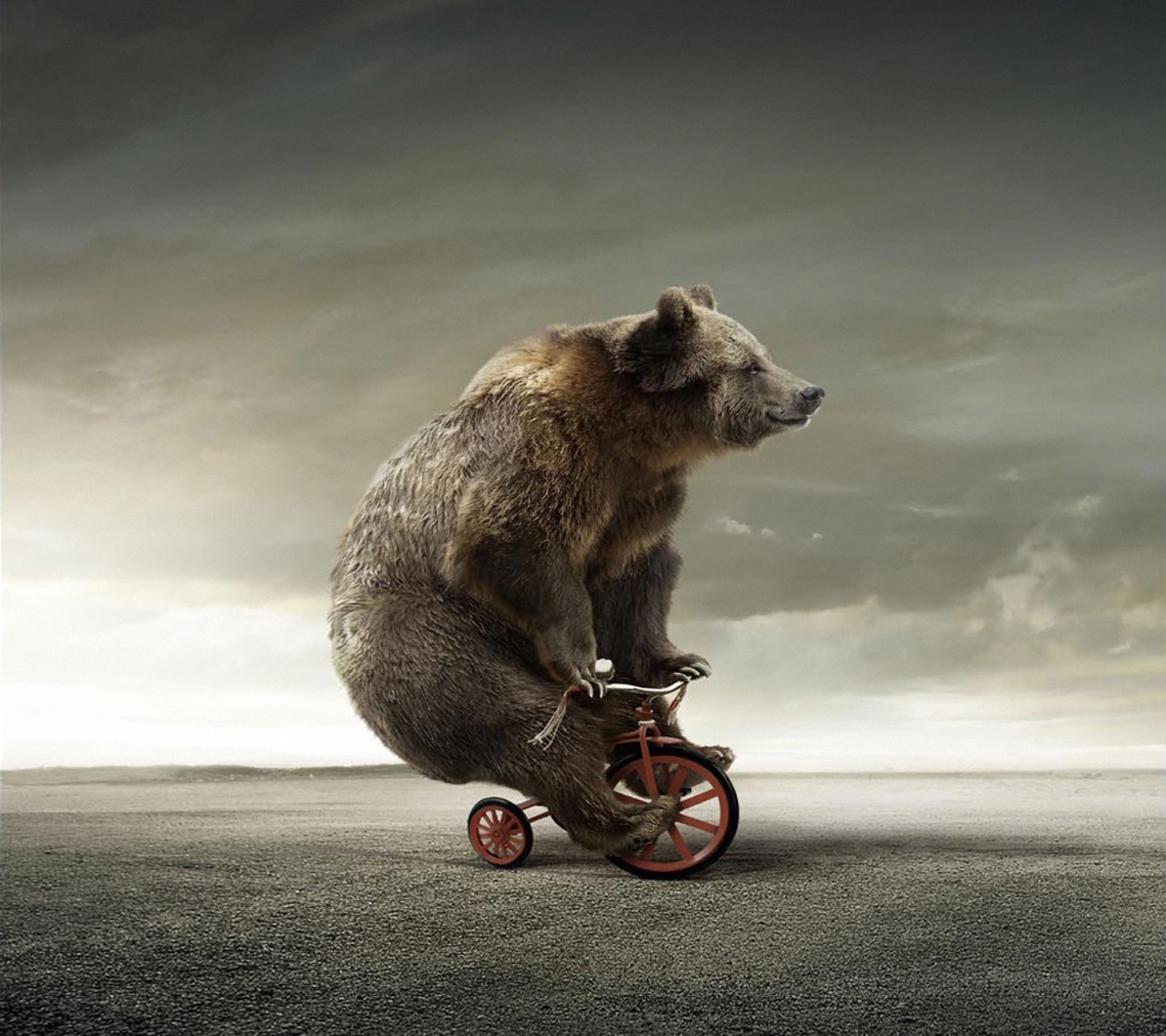 There is a bear riding a bike on the road (bear, hd, nature, riding)