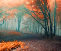 floresta de outono, trees background path