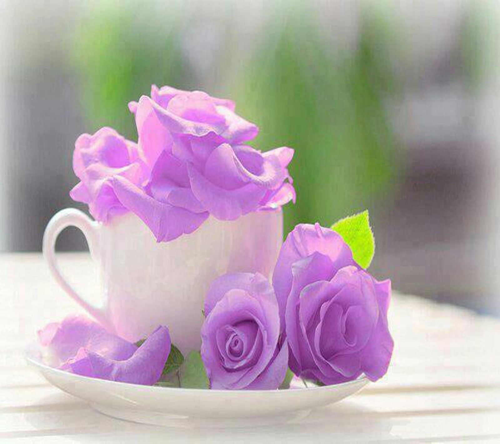 There is a cup of purple roses on a plate on a table (roses, wallpaper)