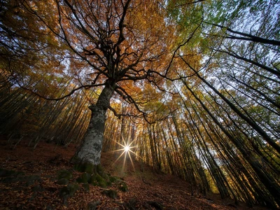 natur, herbst, landschaft