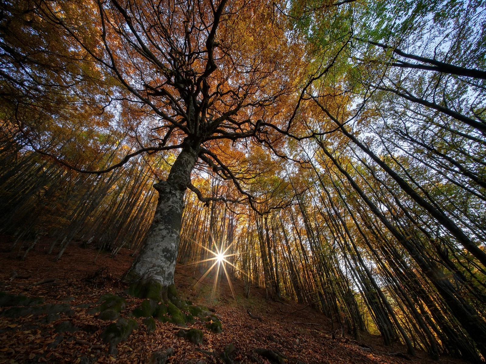 Un árbol con el sol brillando a través dele en un bosque (naturaleza, otoño, paisaje)