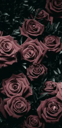 faded, grayscale, roses wallpaper