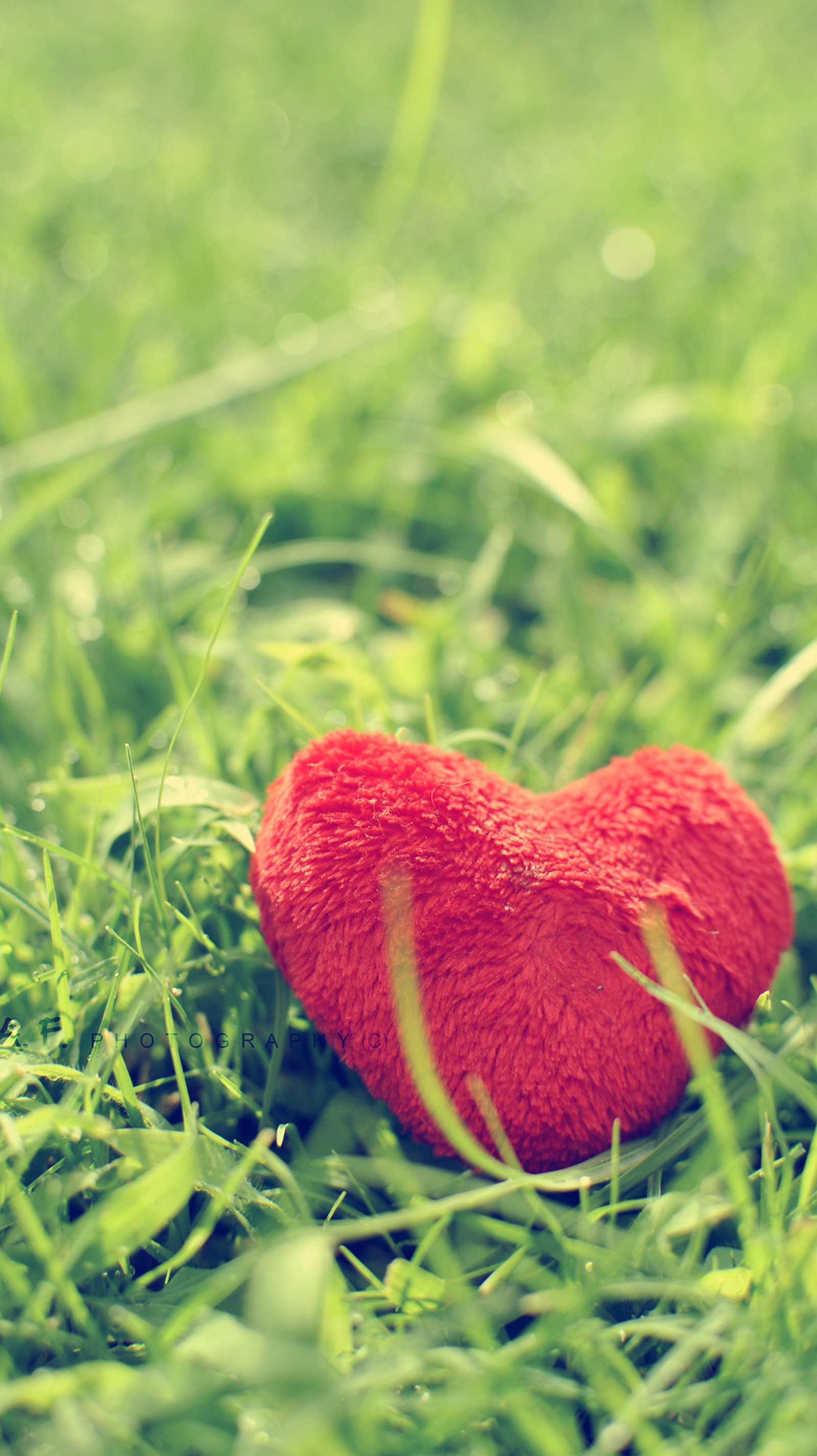 Un jouet en forme de cœur rouge est posé dans l'herbe (amour, cœur, macro, rouge)