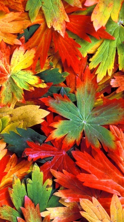 autumn, colorful, leaves, nature