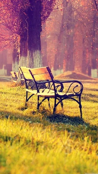 Autumn Serenity: Benches in a Park