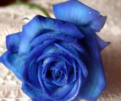 bleu, fleur, nature, rose