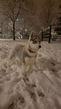 hund, huskys, nalou, schnee, welpe