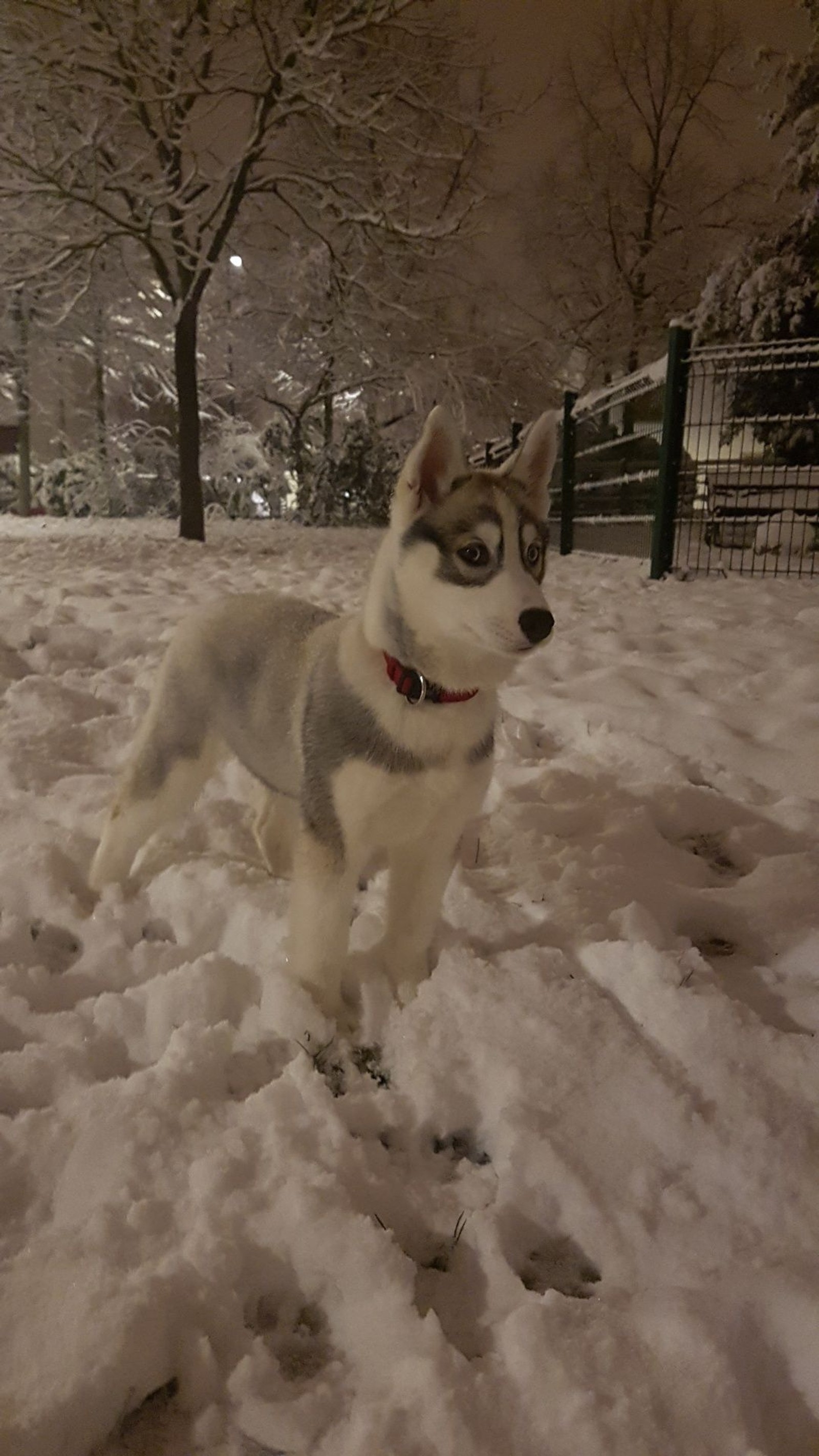 Lade hund, huskys, nalou, schnee, welpe Hintergrund herunter