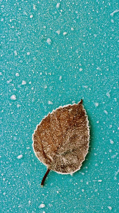 Frosted Leaf on Turquoise Background